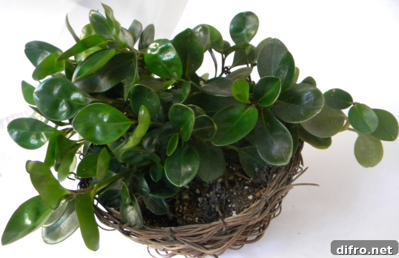 Vibrant baby rubber plant