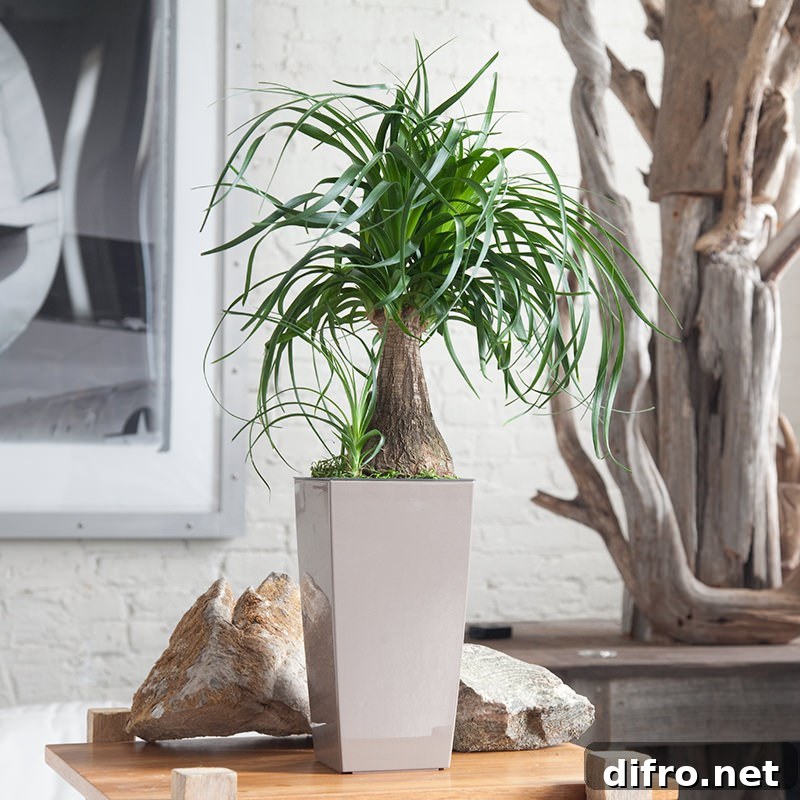 Ponytail palm from My City Plants