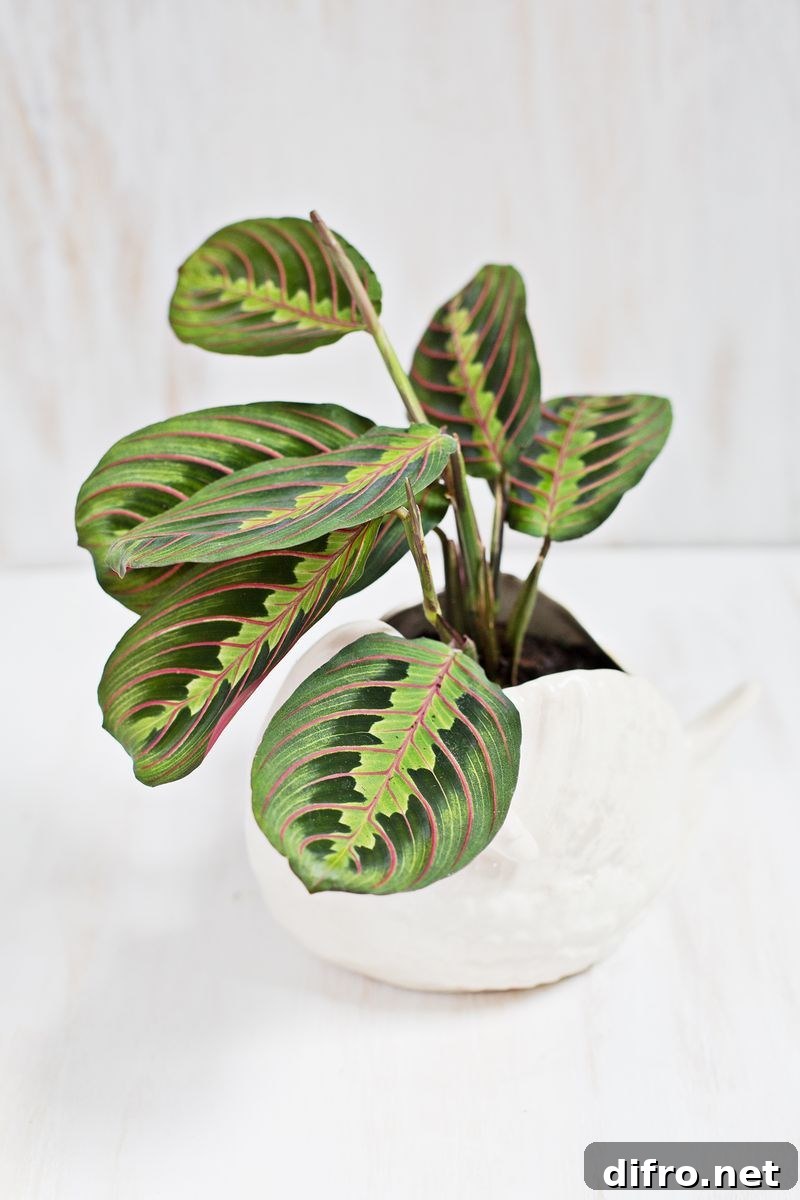 Prayer plant in a white pot