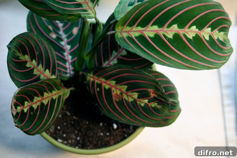 Striking leaves of the prayer plant