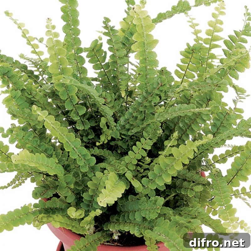 Lemon button fern