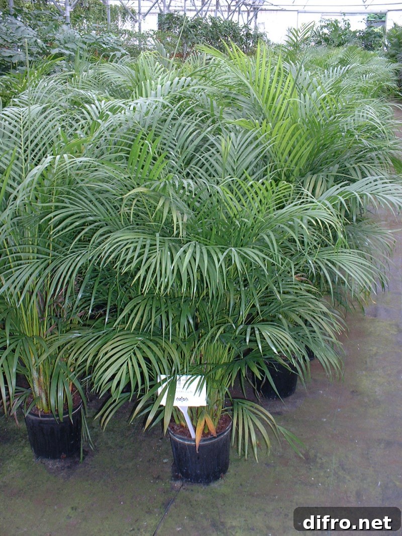 Areca palm plants