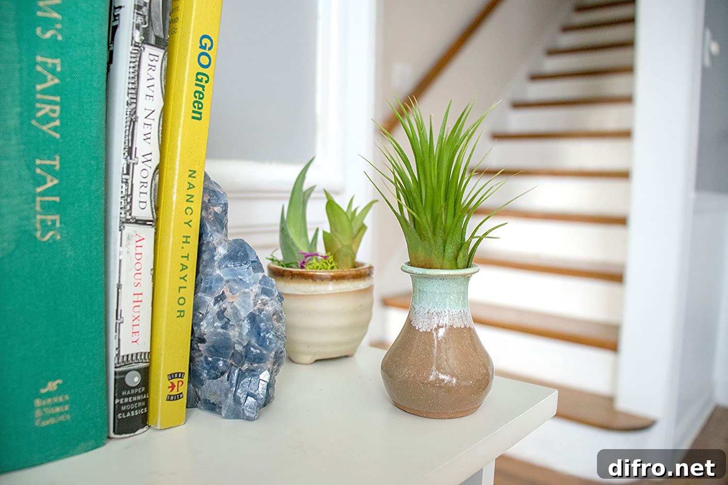 Set of six lowlight air plants