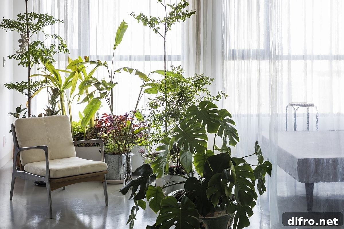 Collection of indoor plants adds freshness