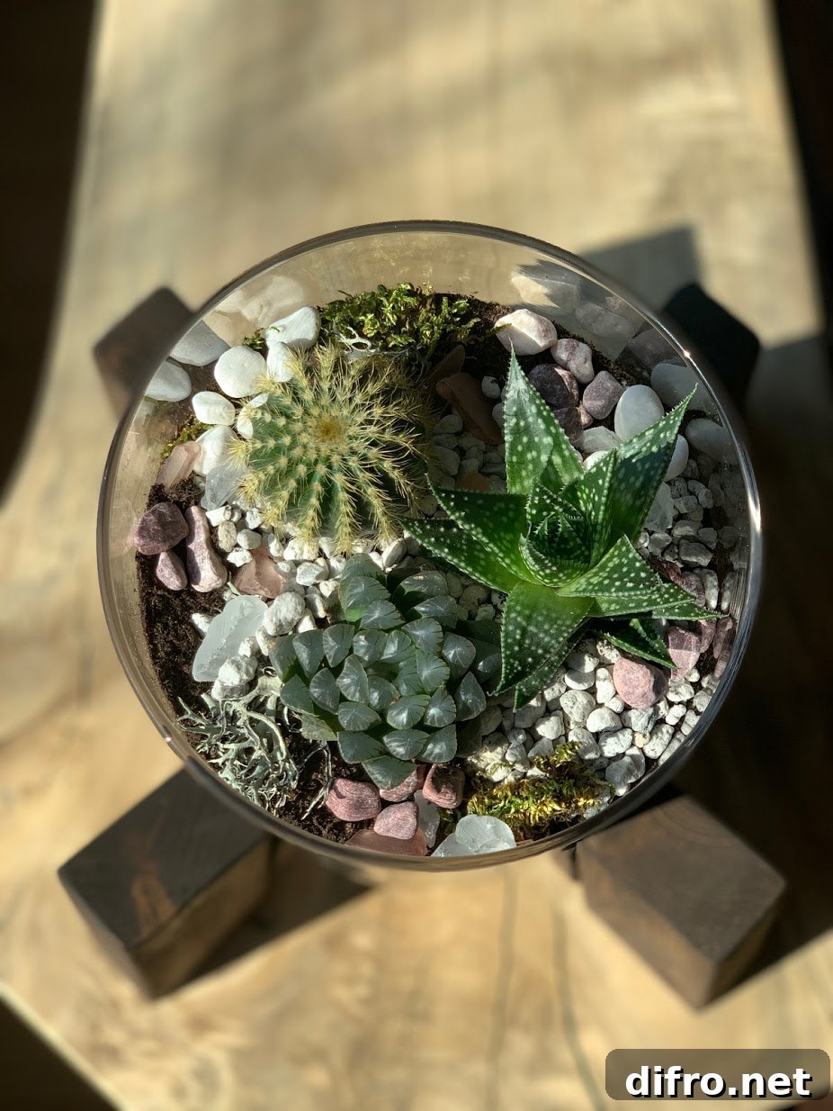Decorative succulent terrarium
