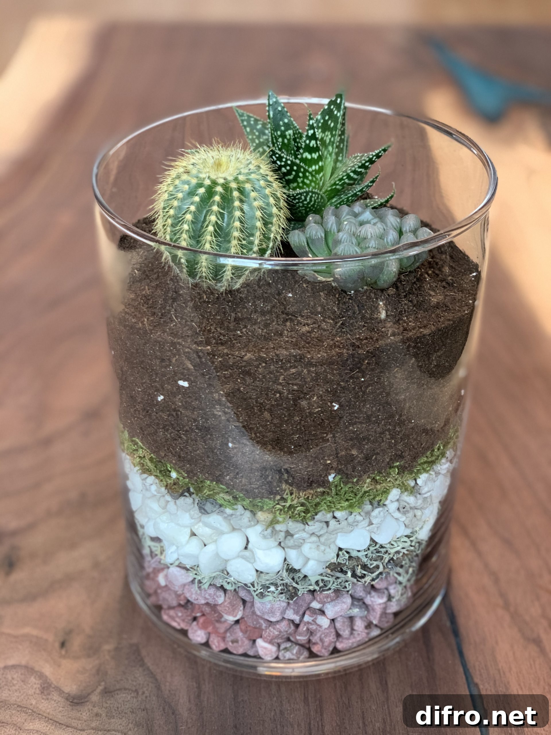 Assorted succulents in glass terrarium display