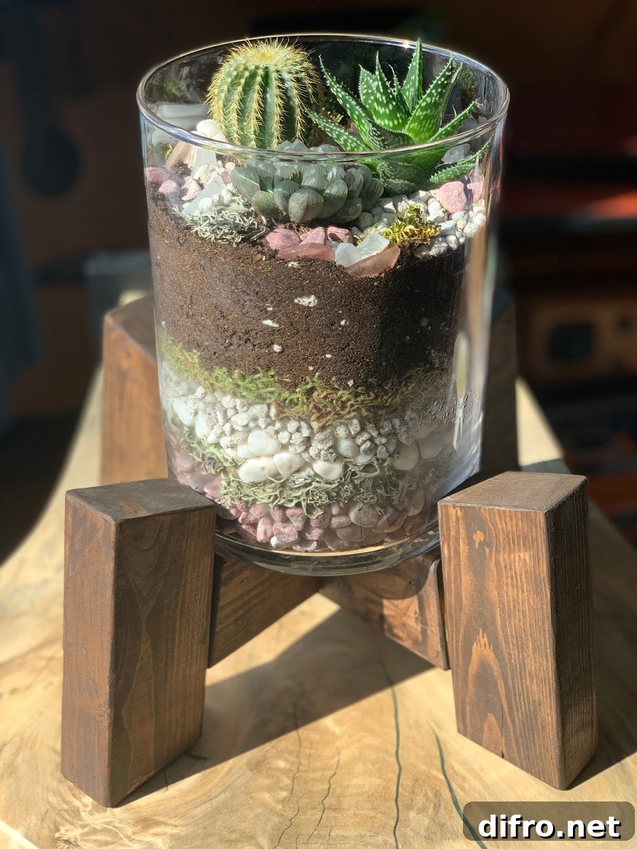 Modern live succulent terrarium in wooden plant stand