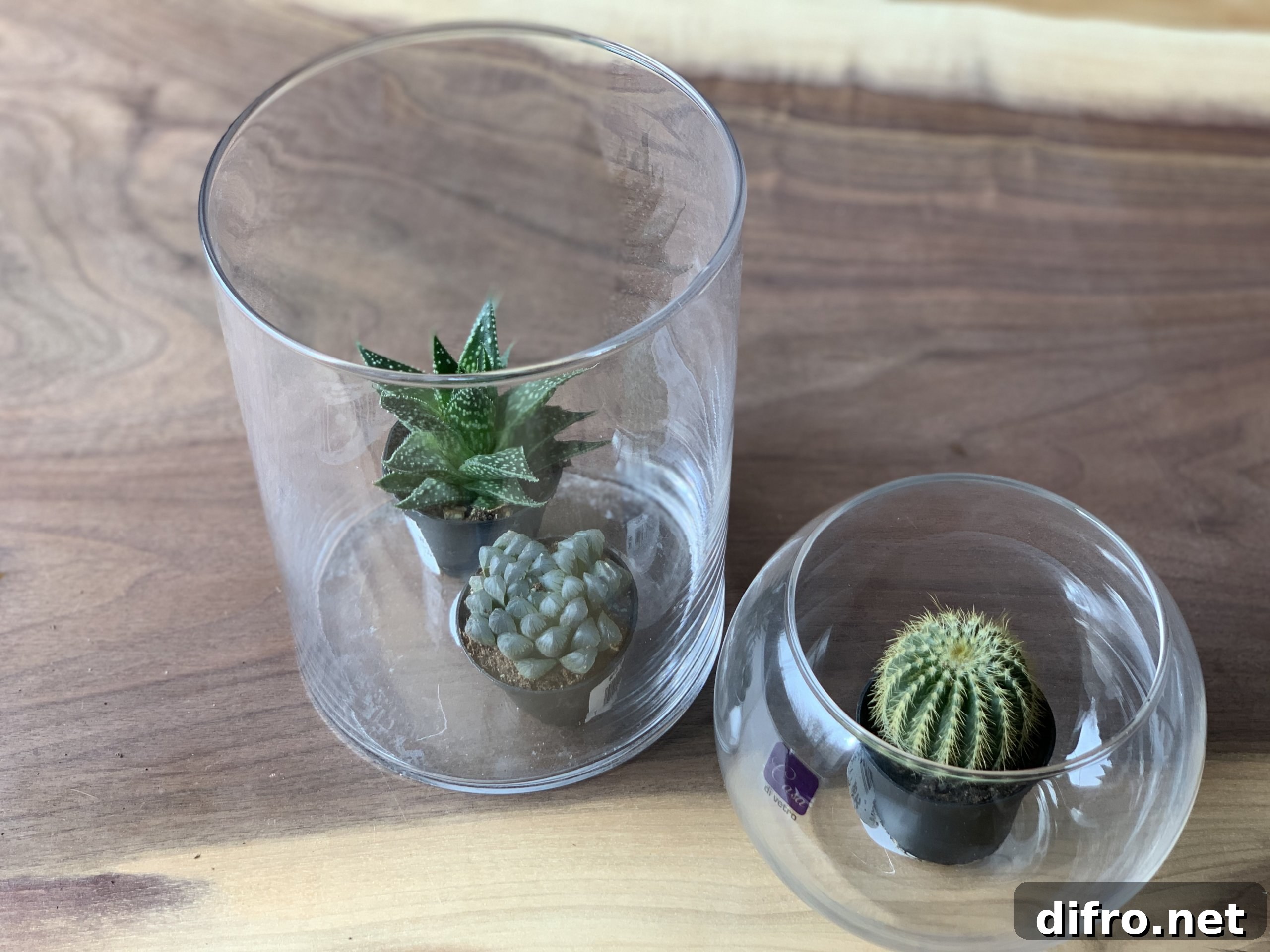 Succulent plants in glass jars