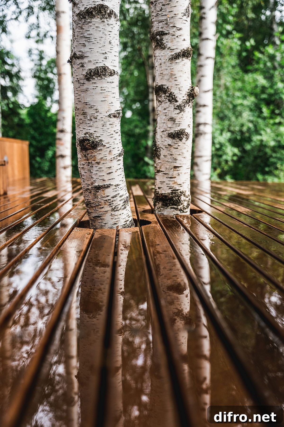 Cabin integrated with existing birch trees