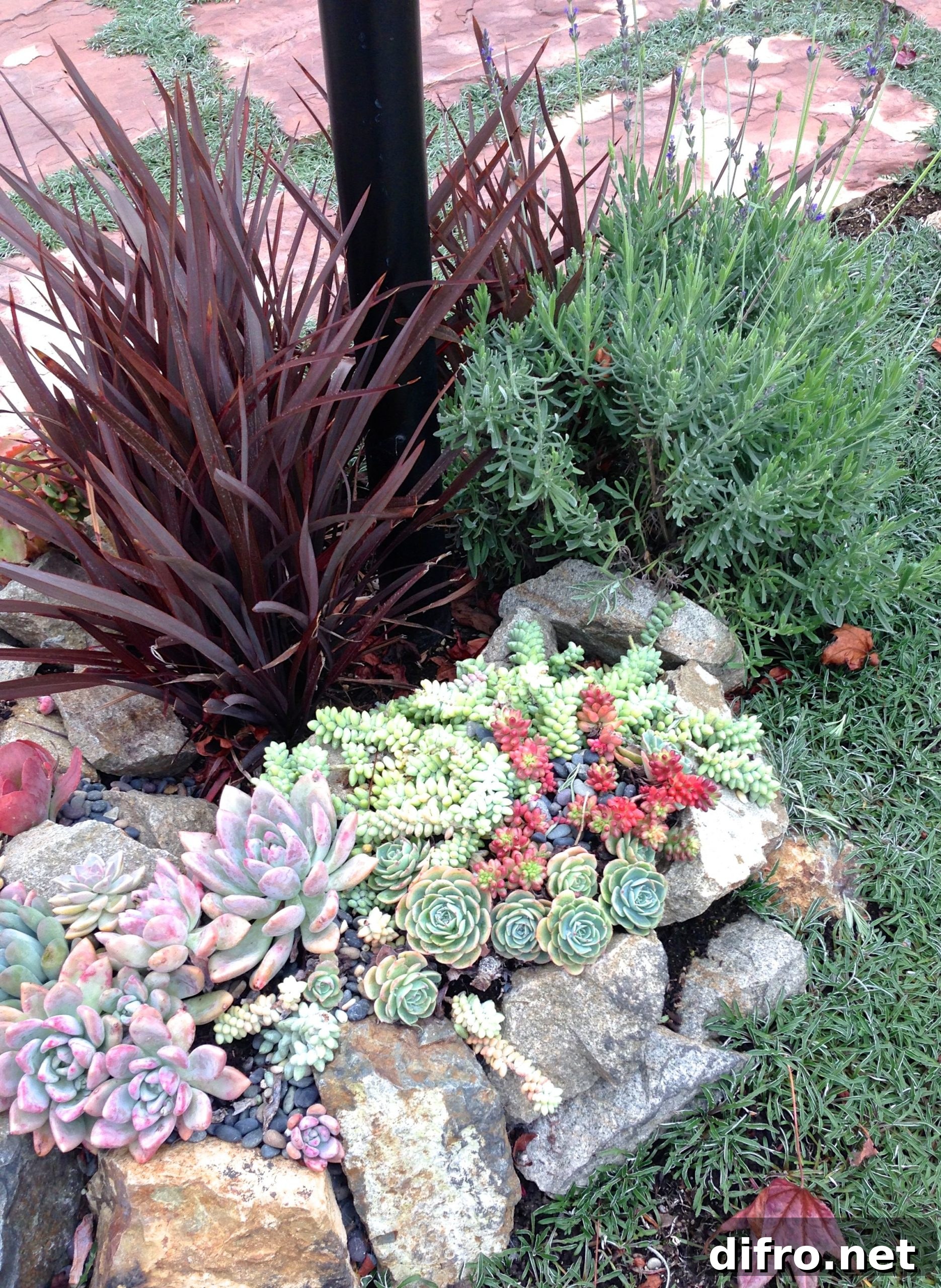 rock garden for succulents