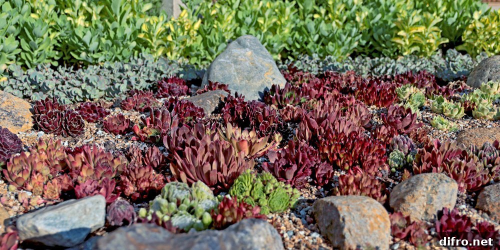 rock garden feature red succulents
