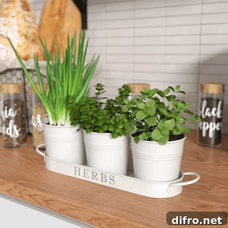 Countertop herb garden
