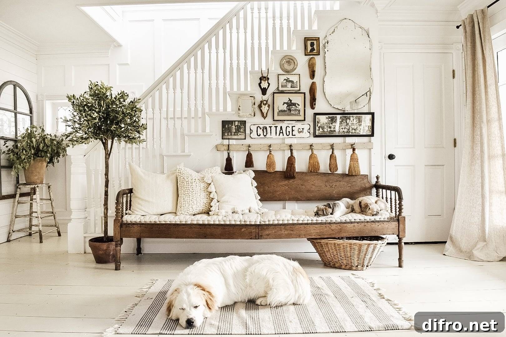 Dog on the carpet