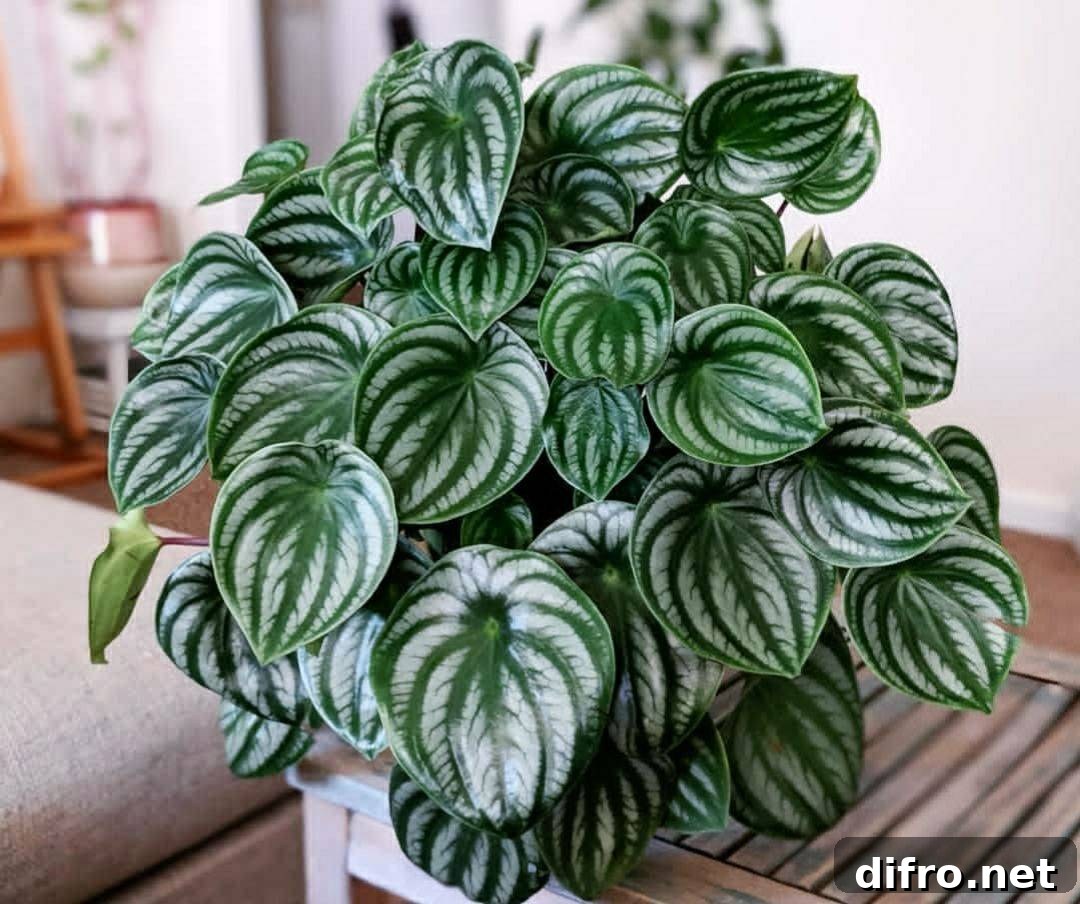 close up of Peperomia plant