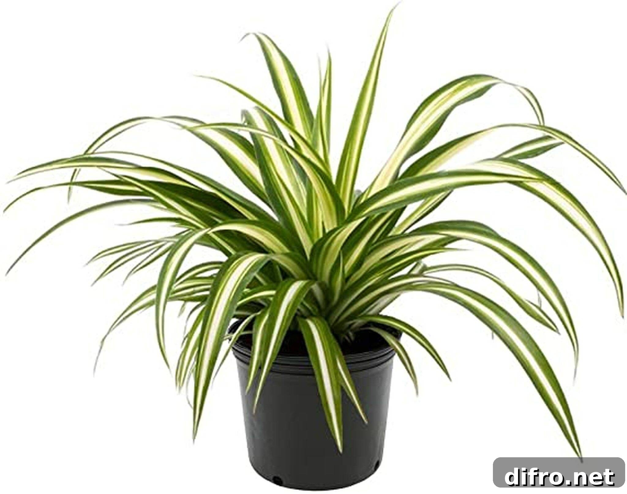 spider plant with variegated leaves