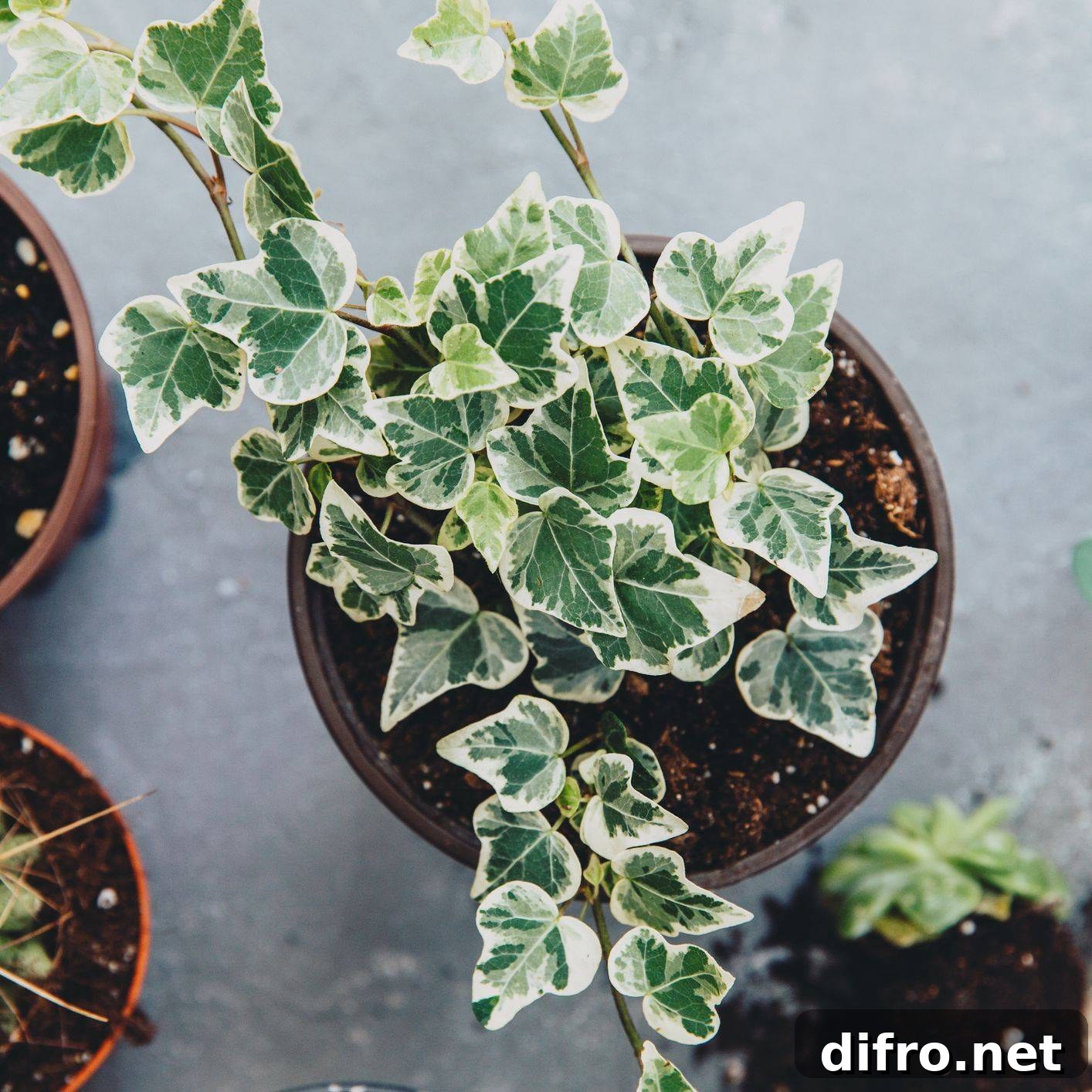 english ivy photographed from above