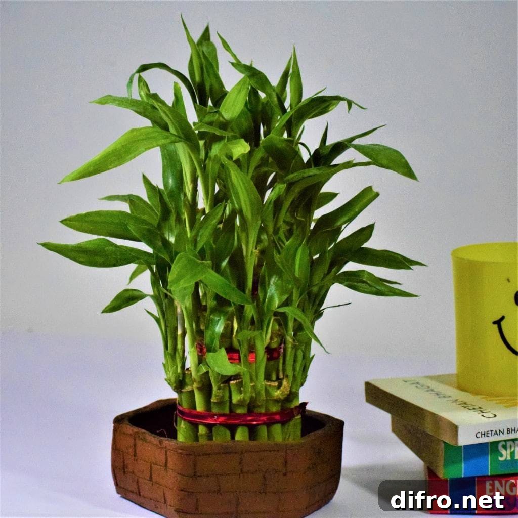 lucky bamboo with red tie