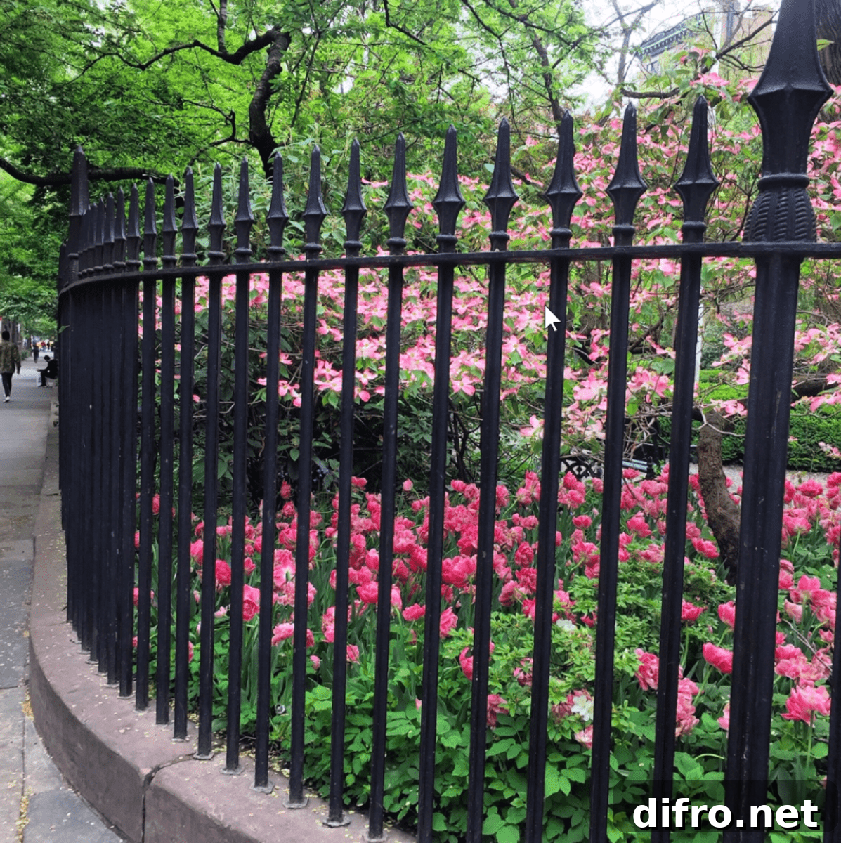 pink flowers behind wrought iron fencing