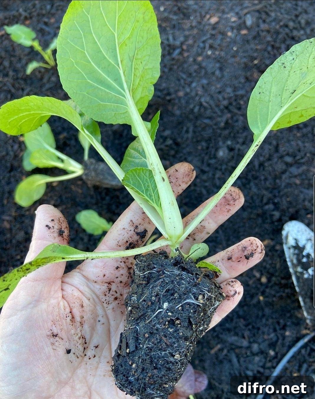 Dividing crowded perennials