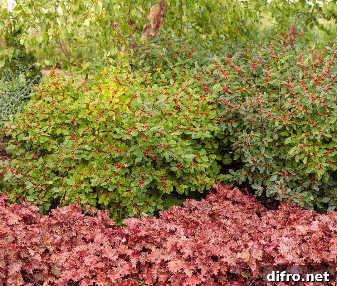 Planting cover crops in fall