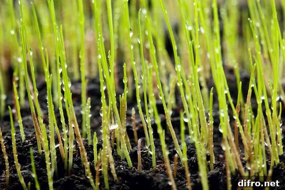 drops of water on blades of grass