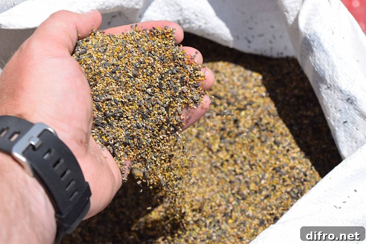 hand holding pile of grass seed