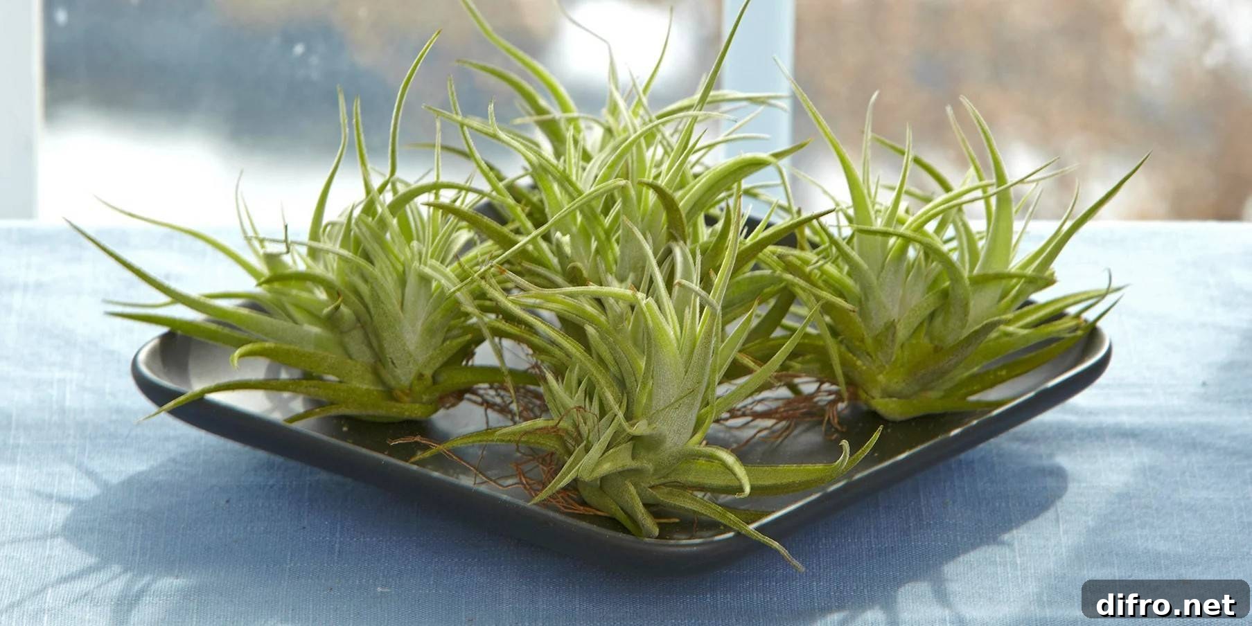 Popular Houseplants that You Can Manage to Keep Alive