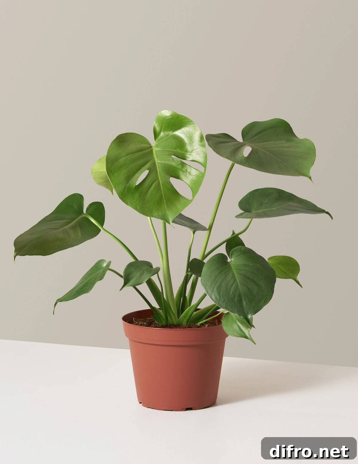 Monstera deliciosa