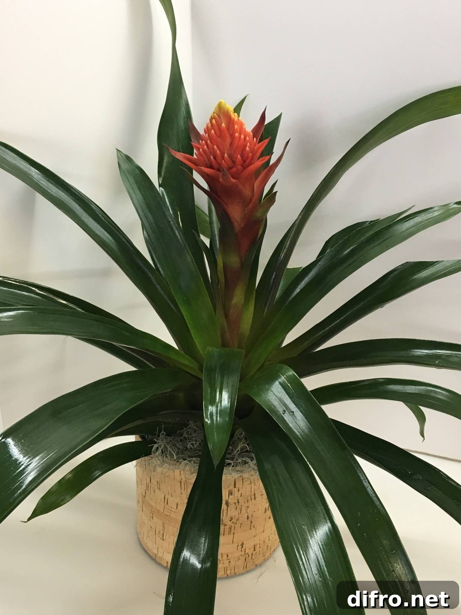 Bromeliad Tillandsia cyanea