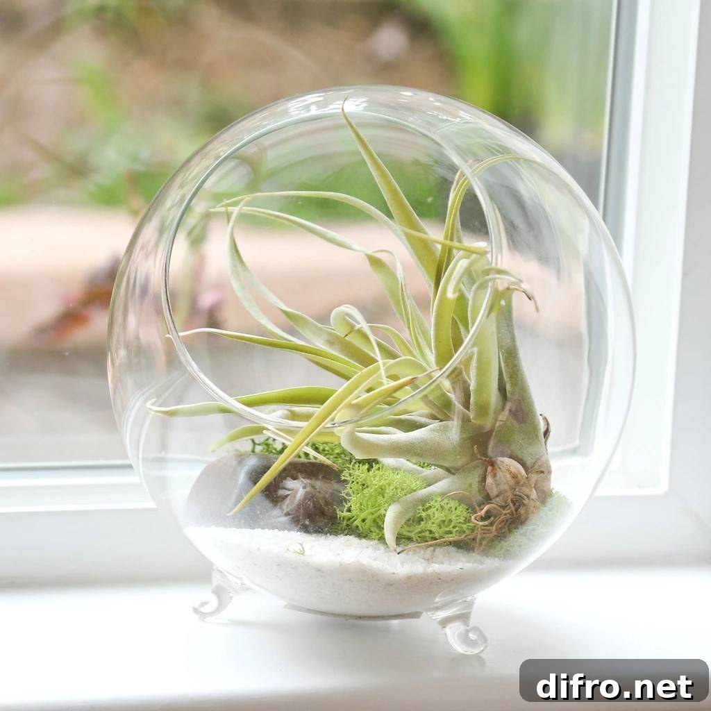 Air Plant Tillandsia spp