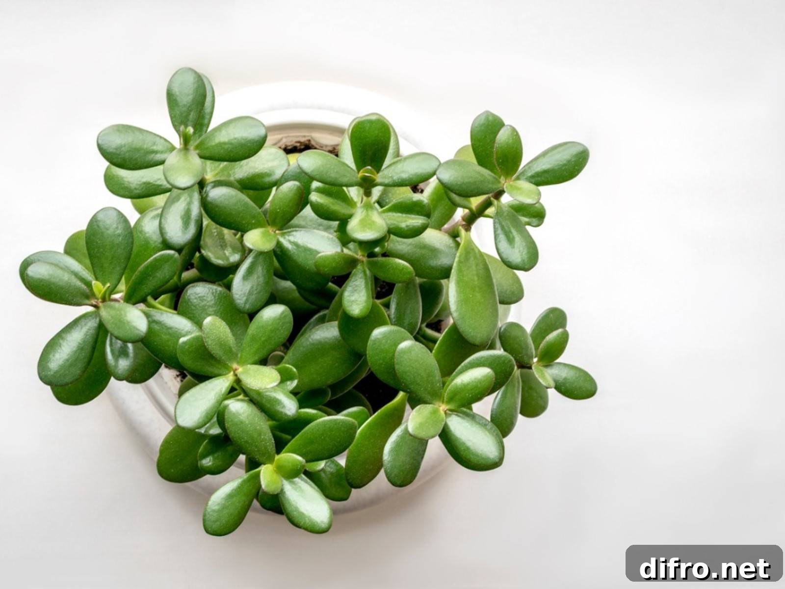 Jade Plant Crassula ovata