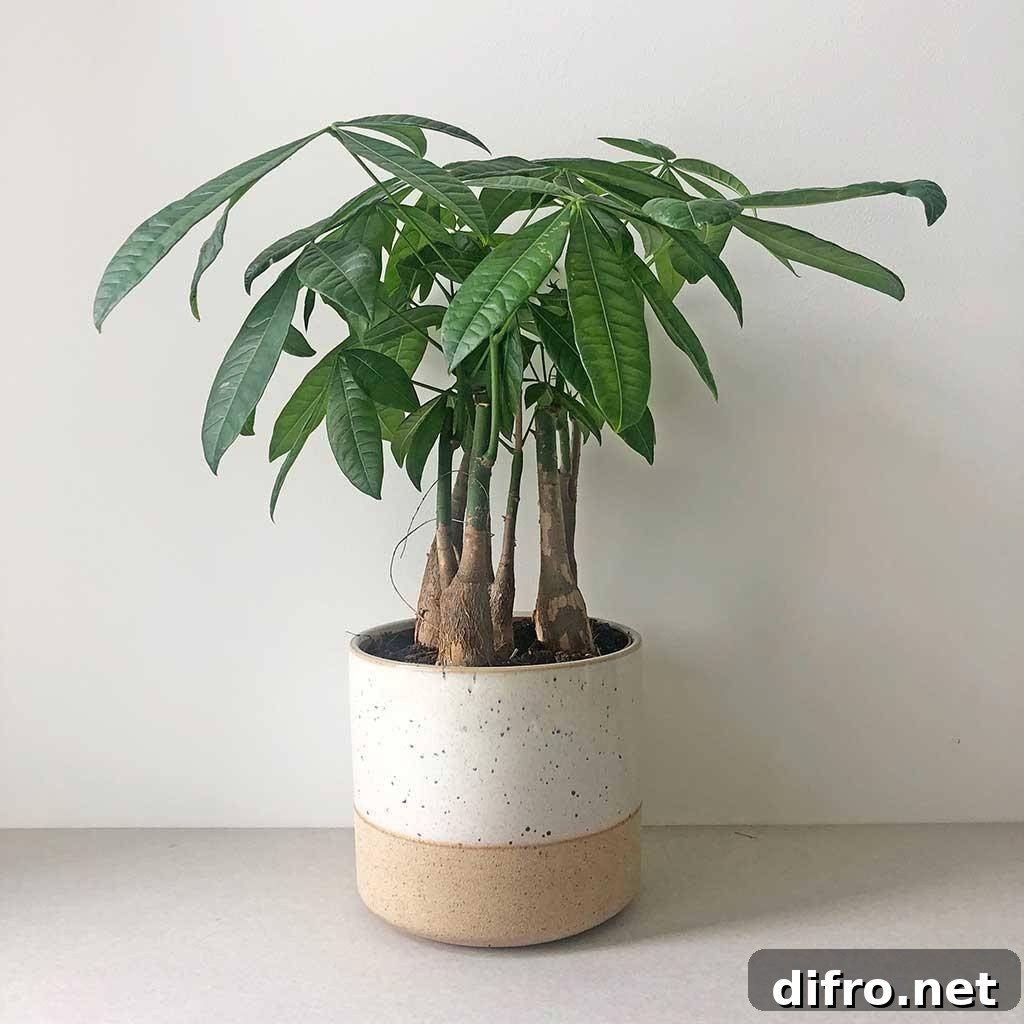 Money Tree Pachira aquatica