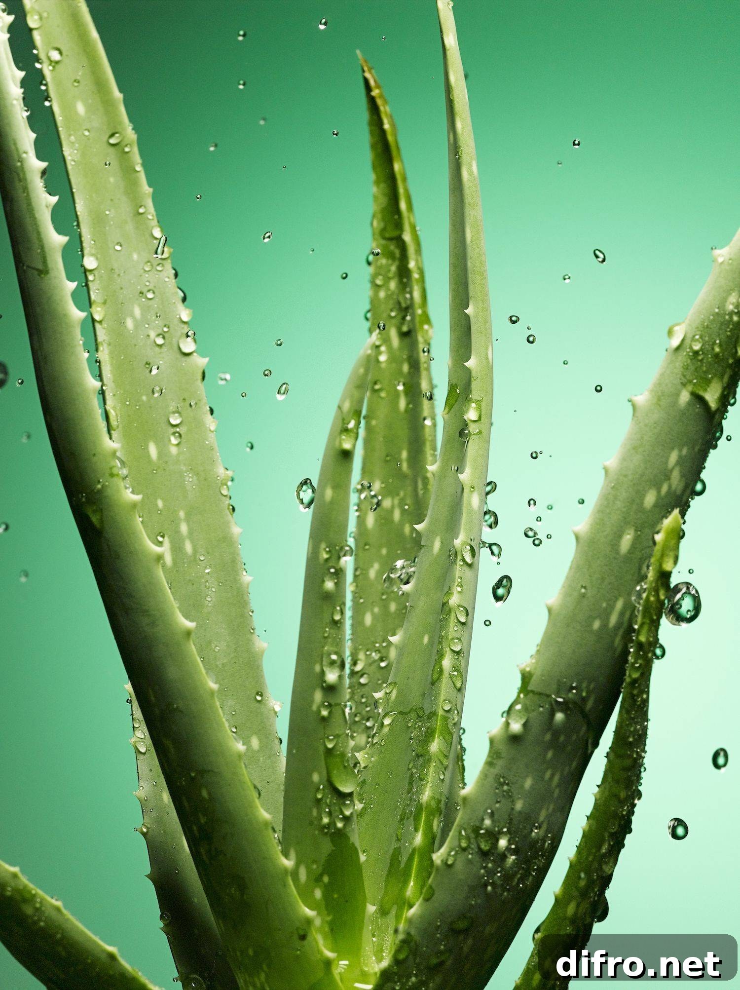 Aloe Vera Aloe barbadensis