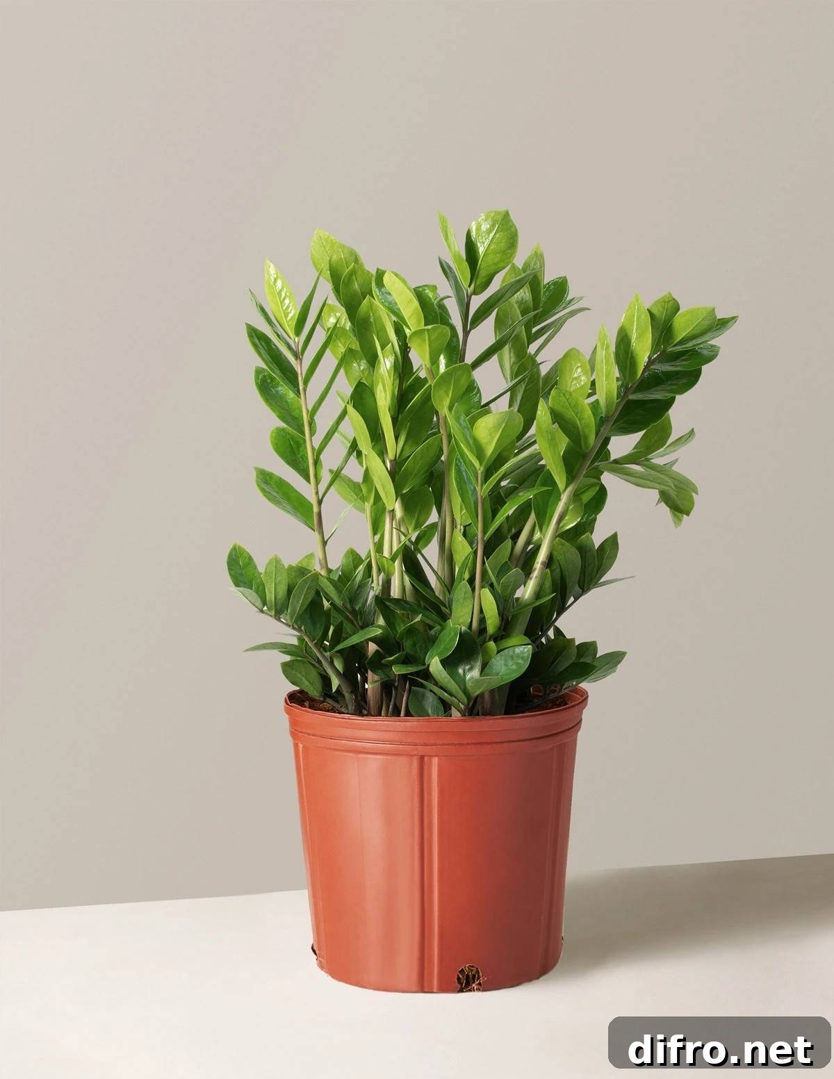 ZZ Plant Zamioculcas zamiifolia