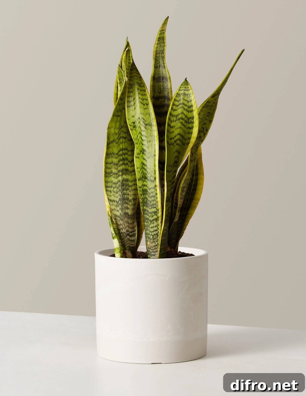 Snake Plant Dracaena trifasciata