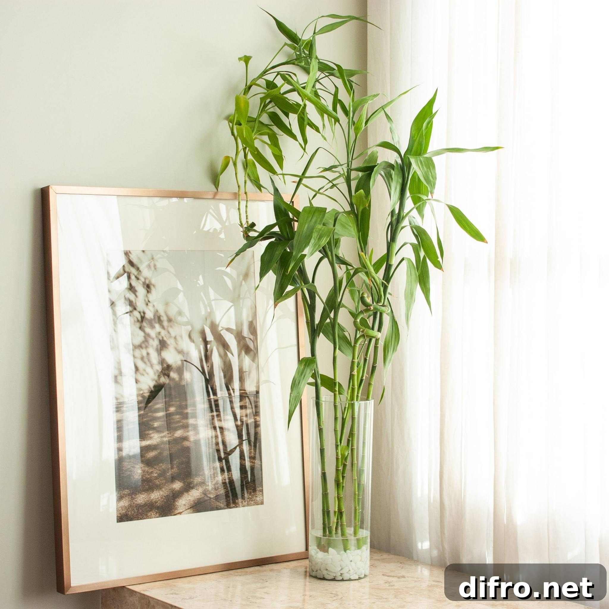 Lucky Bamboo Dracaena sanderiana