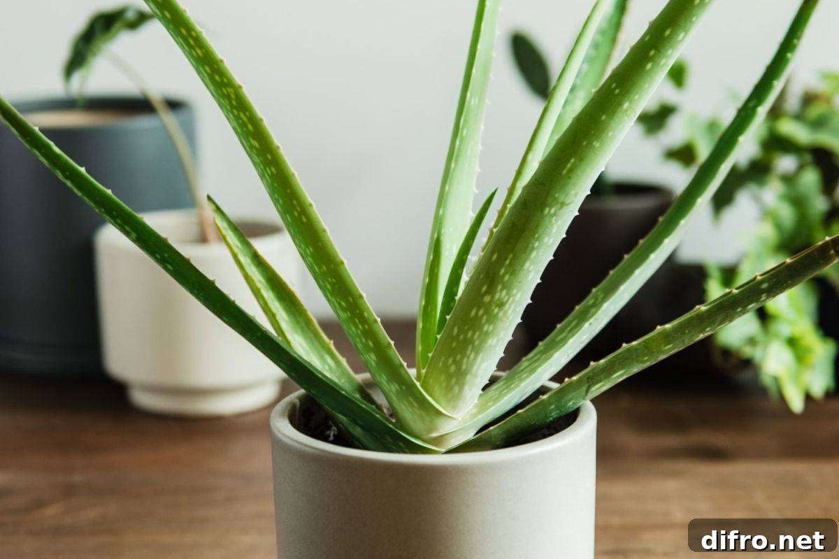 Aloe Vera is a great indicator of how pure the air inside your home is even while improving its quality