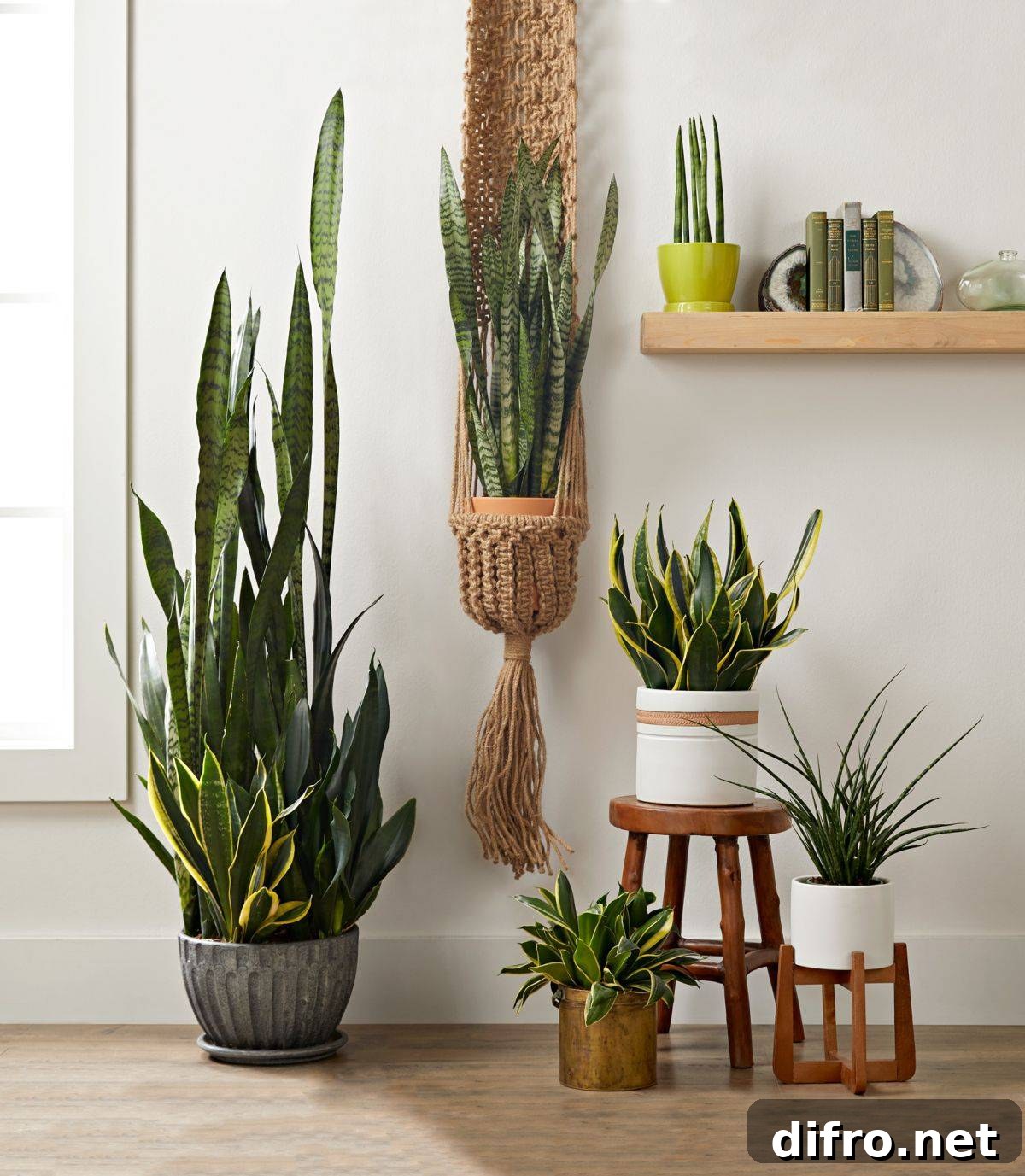 Snake plants also provide an interesting visual contrast inside the modern interior