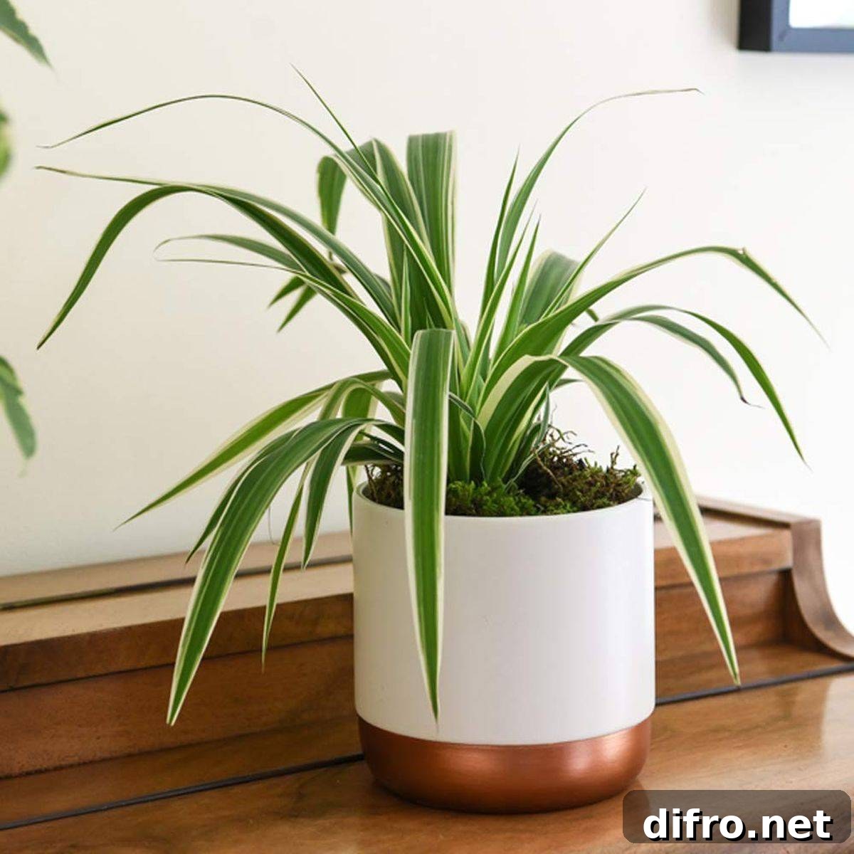 Spider plant cleans up the air indoors in some style