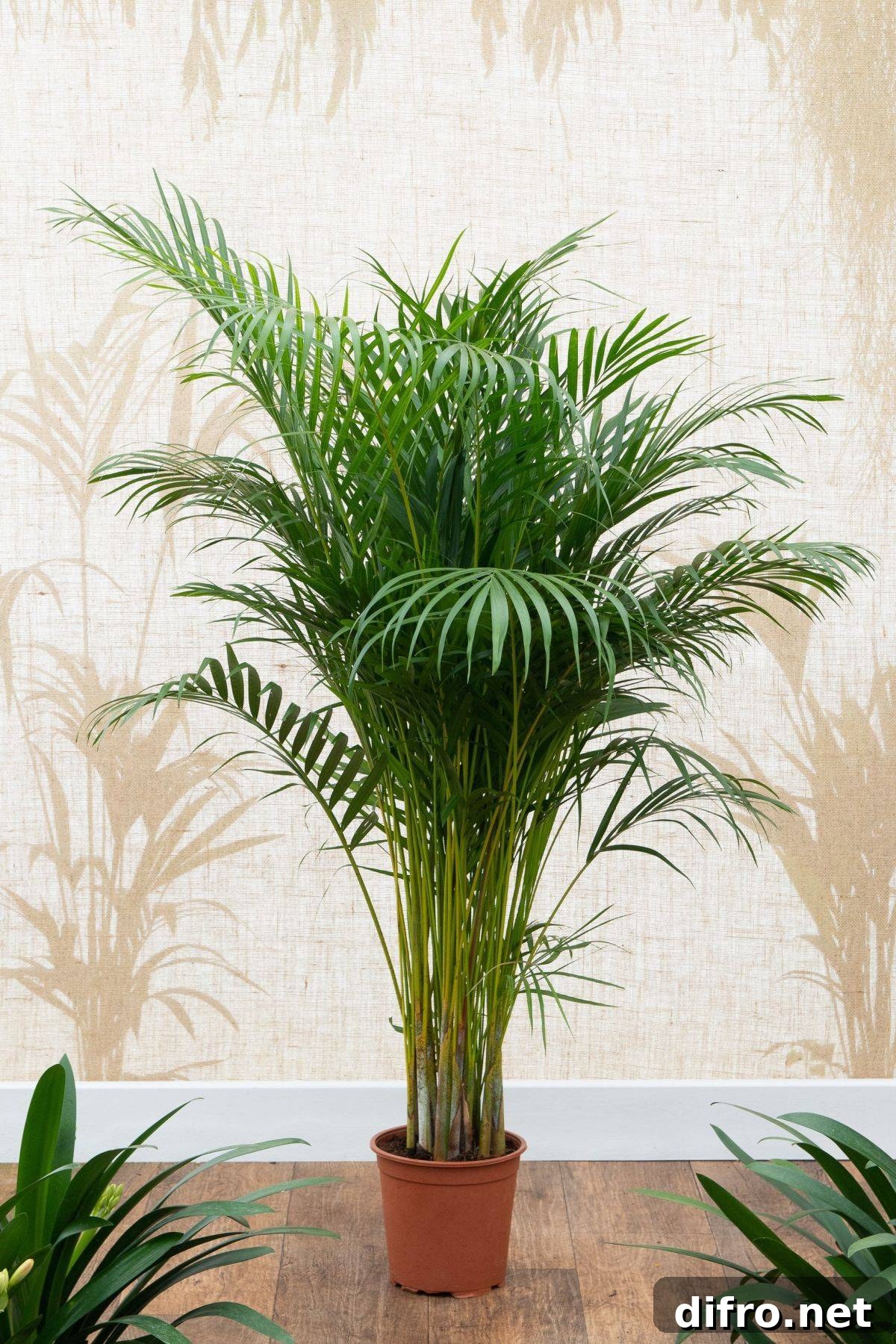 Find space in the corner of your home for Areca Palm that also adds tropical goodness to your home