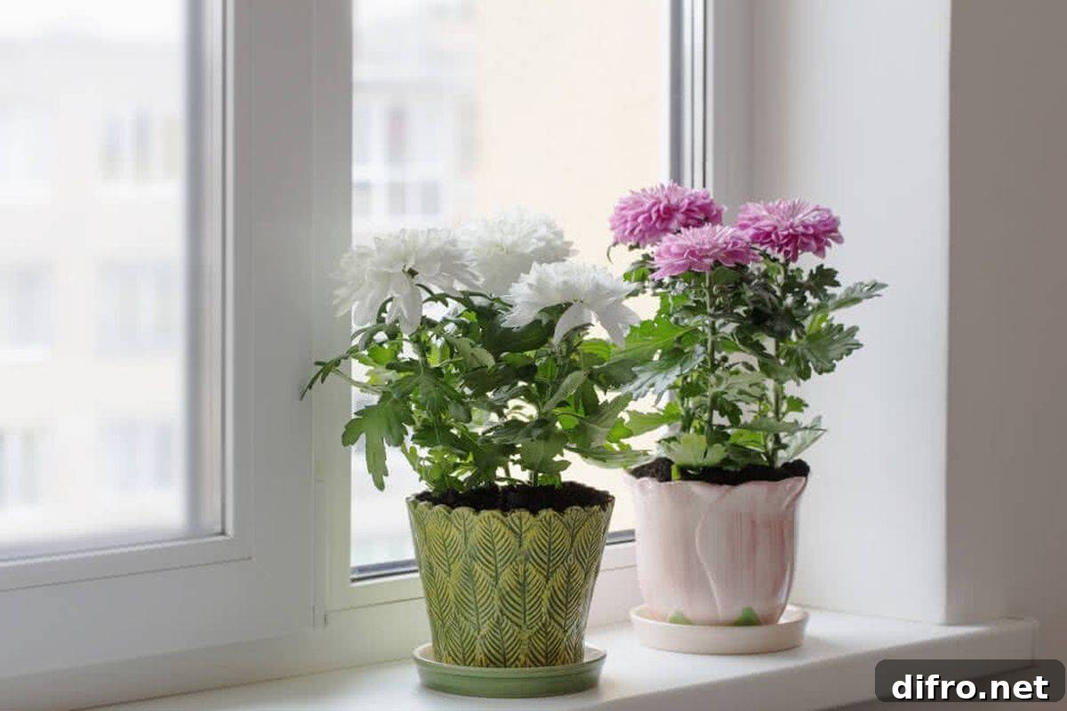 Charming and color presence of Chrysanthemums on the window sill uplifts any modern interior