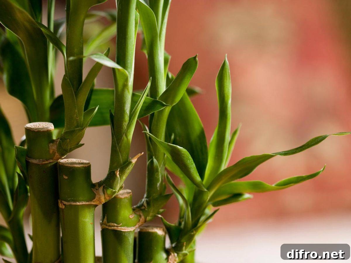 Bamboo does much more than just bring luck to your home