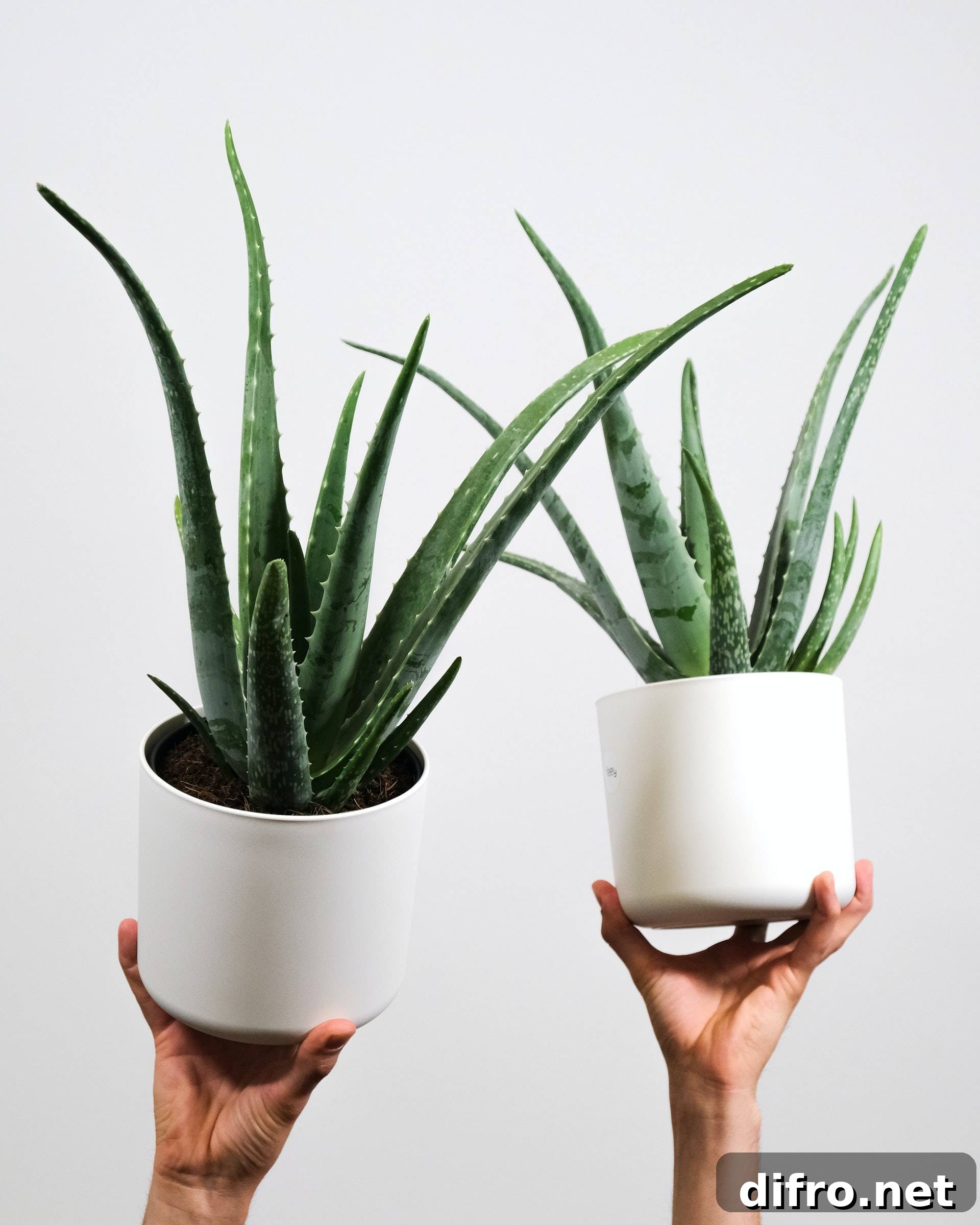 Aloe Vera plant