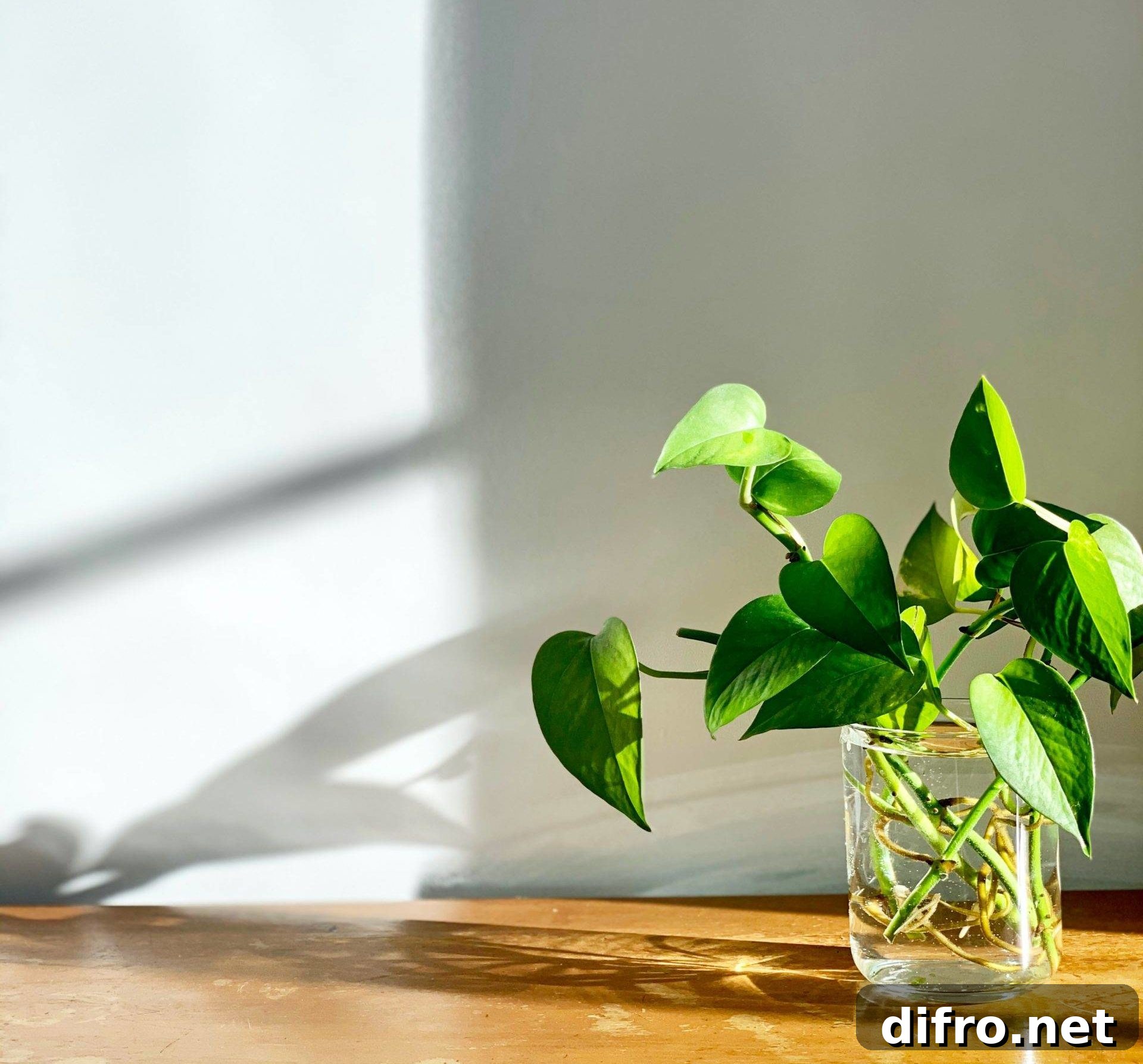 Golden pothos plant in glass jar