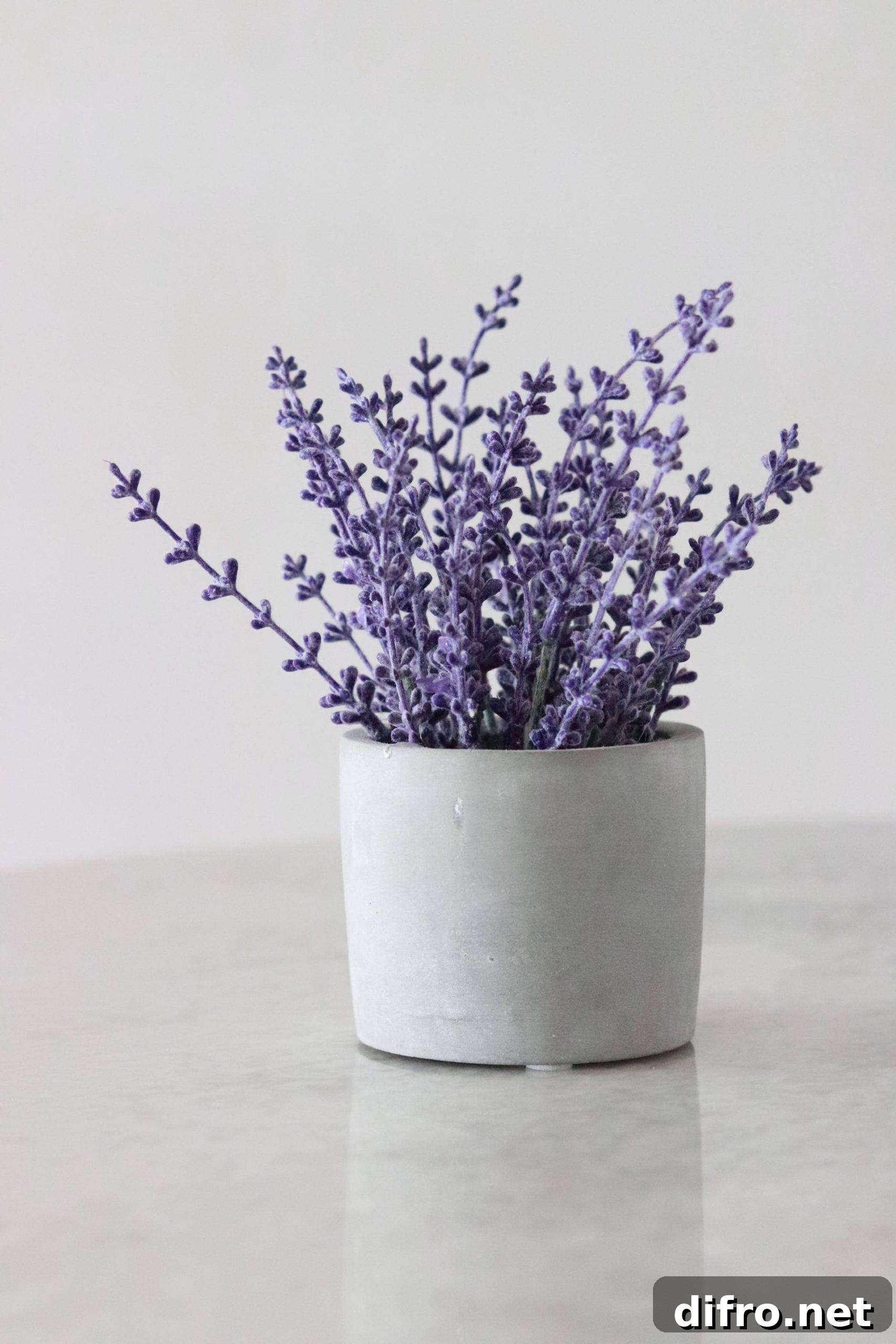 Lavender plant