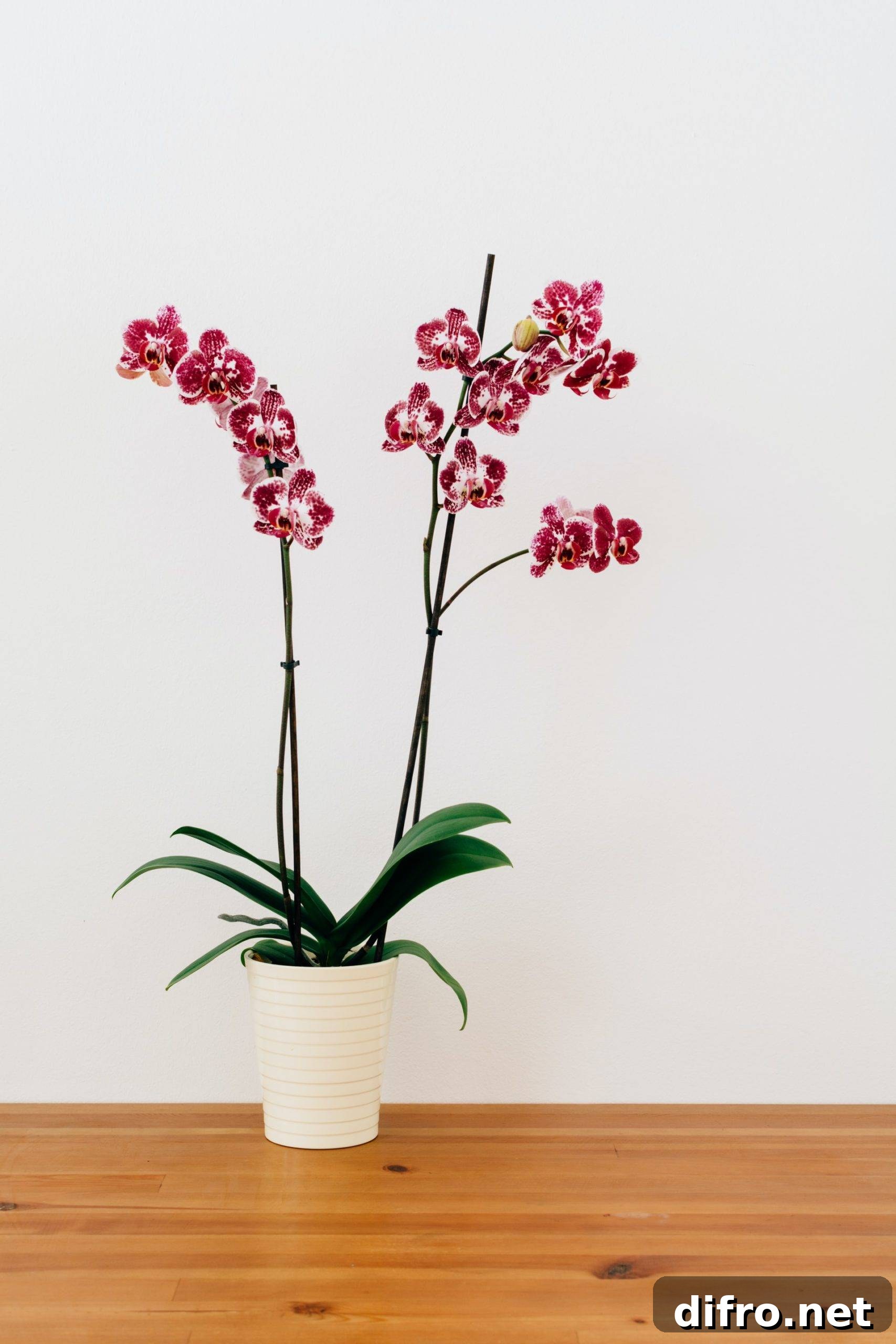 Orchid plant