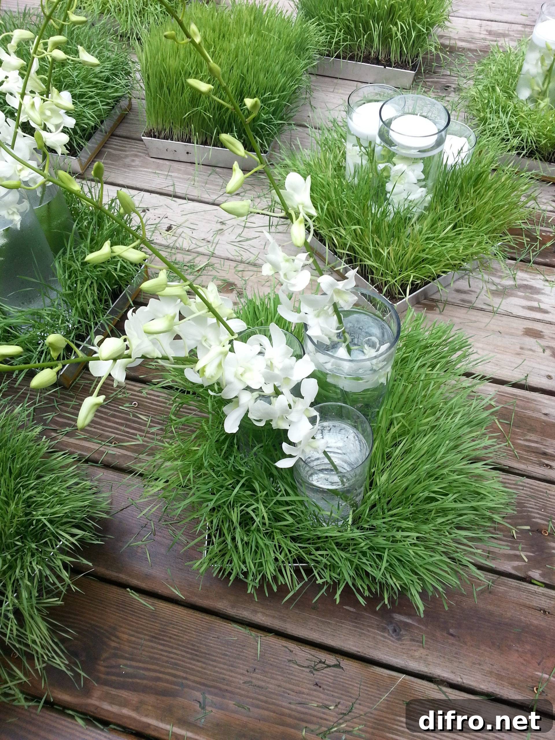 Grow your own wheatgrass for a gorgeous centerpiece