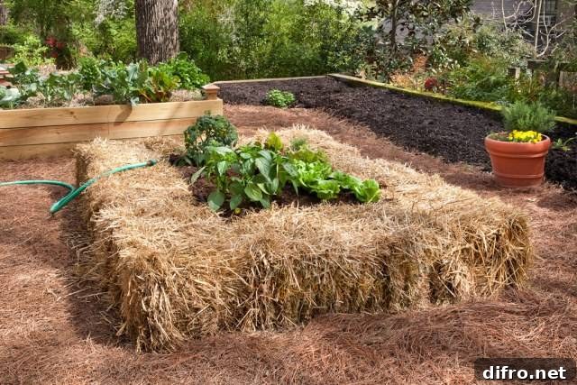 straw raised bed garden hay bales with plants in middle