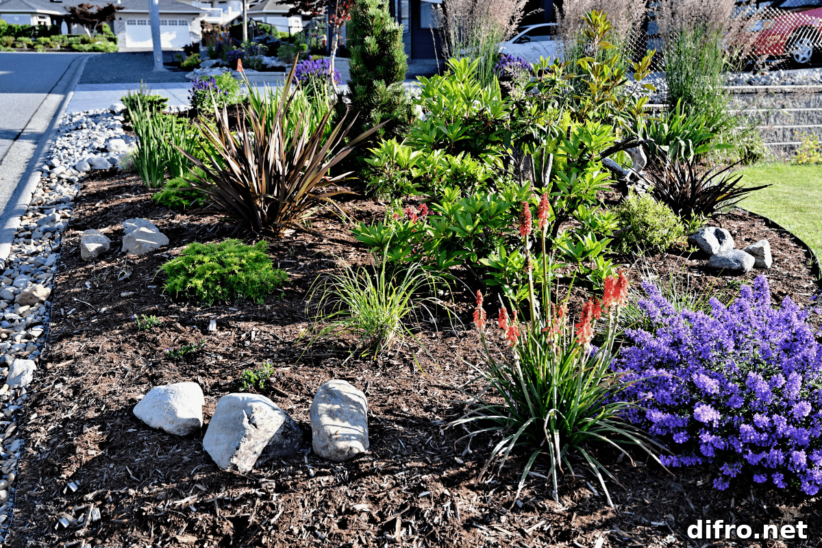 perennials in garden