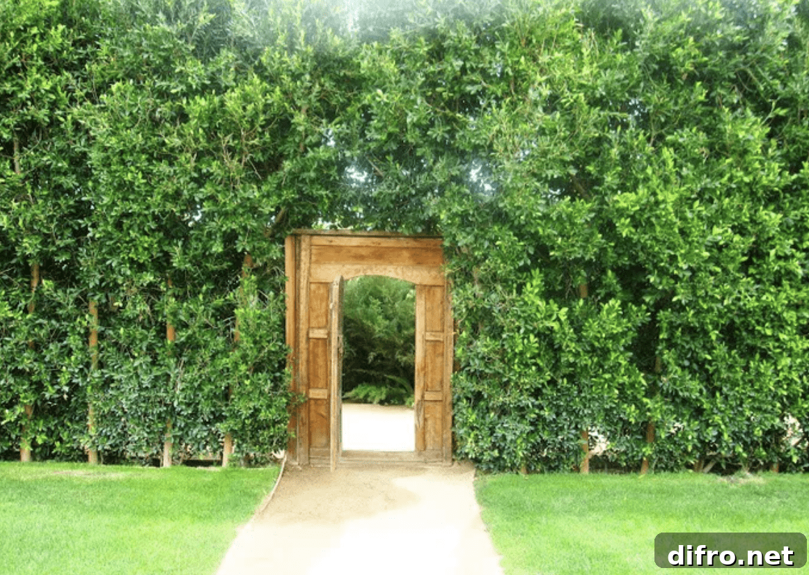 hidden wooden gate in overgrown garden area